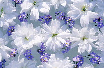 Close up of white floral pattern in sunshine with purple flowers among them