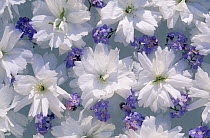 Close up of white floral pattern in sunshine with purple flowers among them