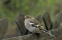 Chaffinch (Fringilla coelebs) perched on fence, Europe