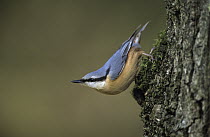 Wood Nuthatch (Sitta europaea) perched on tree trunk, Europe