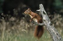 Eurasian Red Squirrel (Sciurus vulgaris) sitting on tree branch, Europe