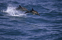 Short-beaked Common Dolphin (Delphinus delphis delphis) two jumping, western Europe