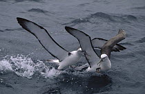 Shy Albatross (Thalassarche cauta) two competing for food scraps