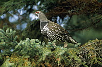 Spruce Grouse (Falcipennis canadensis) perched in conifer, Canada