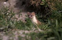 Least Weasel (Mustela nivalis) peering from undergrowth, Europe