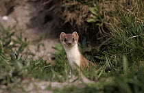 Least Weasel (Mustela nivalis) peering from undergrowth, Europe