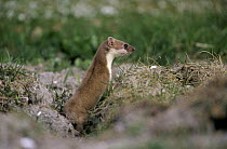 Least Weasel (Mustela nivalis) at entrance to burrow, Europe