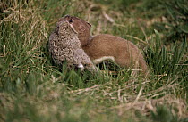 Least Weasel (Mustela nivalis) with rabbit prey, Europe