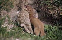 Least Weasel (Mustela nivalis) with rabbit prey, Europe