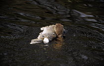 Least Weasel (Mustela nivalis) swimming with rabbit prey, Europe