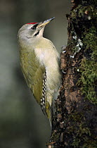 Grey-headed Woodpecker (Picus canus) on tree trunk, Europe