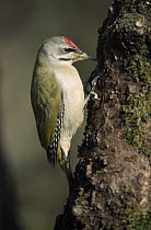 Grey-headed Woodpecker (Picus canus) on tree trunk, Europe
