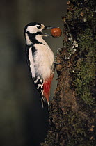 Great Spotted Woodpecker (Dendrocopos major) storing an acorn in tree trunk for future use, Europe