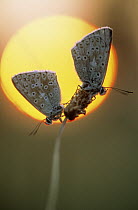 Common Blue (Polyommatus icarus) butterfly two butterflies silhouetted against setting sun, Europe