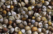 Flat Topshells (Gibbula umbilicalis), Common Northern Whelk (Buccinum undatum), and Common Periwinkle (Littorina littorea) shells