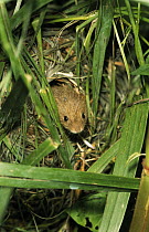 Harvest Mouse (Micromys minutus) juvenile emerging from nest, Europe