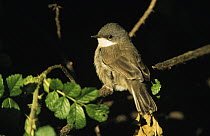 Lesser Whitethroat (Sylvia curruca) young male, Europe