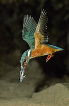 Common Kingfisher (Alcedo atthis) flying with fish in beak, Europe