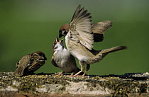 Tree Sparrow (Passer montanus) parent feeding young, Europe