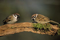 Tree Sparrow (Passer montanus) pair, Europe