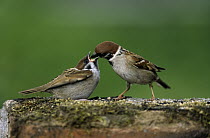 Tree Sparrow (Passer montanus) adult feeding young, Europe