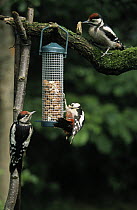 Great Spotted Woodpecker (Dendrocopos major) three at feeder in winter, Europe