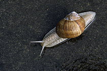 Edible Snail (Helix pomatia) is source of escargot, Europe