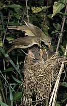 Marsh Warbler (Acrocephalus palustris) pair at nest feeding young, Europe
