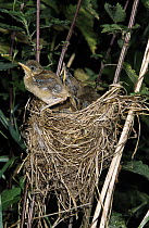 Marsh Warbler (Acrocephalus palustris) chicks in nest, Europe