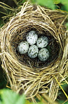 Marsh Warbler (Acrocephalus palustris) nest with eggs, Europe