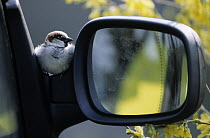 House Sparrow (Passer domesticus) male perched on car mirror, Europe