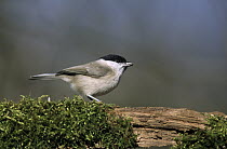 Willow Tit (Parus montanus) perching on moss covered log, Europe