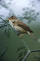 Marsh Warbler (Acrocephalus palustris) singing, Europe