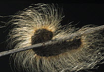 Tiger Moth (Arctiidae) long haired caterpillar on twig