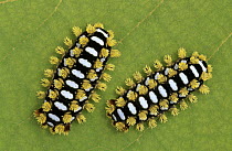 Cup Moth (Limacodidae) two caterpillars on leaf