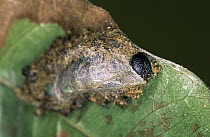 Tent Caterpillar Moth (Lasiocampidae) in cocoon