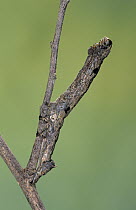 Looper Moth (Geometridae) caterpillar camouflaged as a twig on branch