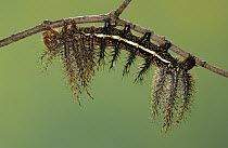 Moth (Automeris banus) caterpillar on twig, Europe