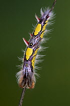 Blue Morpho (Morpho peleides) butterfly, caterpillar on twig