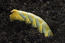 Death's Head Hawk Moth (Acherontia atropos) caterpillar, Europe