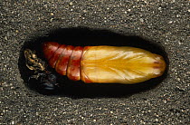 Death's Head Hawk Moth (Acherontia atropos) pupa buried underground, Europe