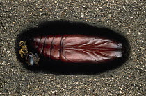 Death's Head Hawk Moth (Acherontia atropos) underground chrysalis, Europe
