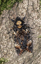Death's Head Hawk Moth (Acherontia atropos) adult, Europe