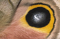 Moth (Automeris zozine) detail of false eye spot on wing, Europe