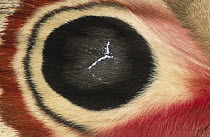 Moth (Automeris metzli) detail of false eye spot on wing, Europe
