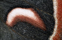 Cecropia Moth (Hyalophora cecropia) detail of wing
