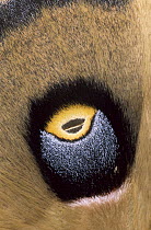 Polyphemus Moth (Antheraea polyphemus) detail of false eye spot on wing, Europe