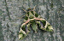 Oleander Hawk Moth (Daphnis nerii) on tree trunk, Europe