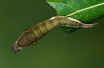 Nymphalid Butterfly (Nymphalis sp) caterpillar on leaf
