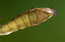 Nymphalid Butterfly (Nymphalis sp) caterpillar head